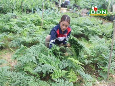 Đăk Nông: Trồng loài cây này chỉ việc cắt lá bán mà mỗi tháng thu 100 triệu