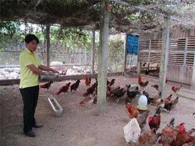 Quảng Nam: Xây nhà lầu cho gà ở, gà "trả lễ" 200 triệu đồng/năm