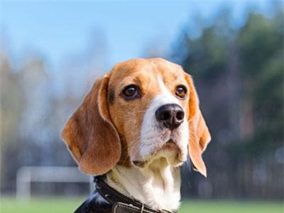 Chó có thể phát hiện ung thư phổi từ mẫu máu