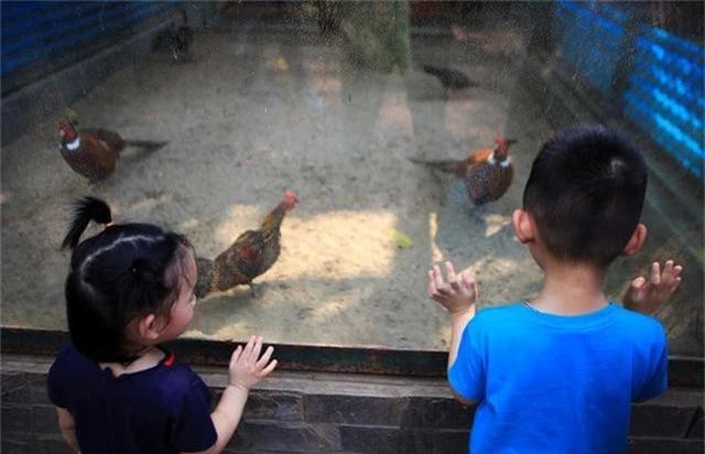 Vườn thú, công viên Hà Nội đông nghịt người trong ngày nghỉ lễ - 4