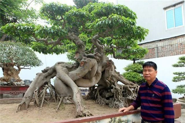 Choáng ngợp những vườn cây triệu đô độc nhất, vô nhị của đại gia Việt - 3