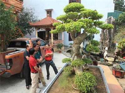 Choáng ngợp những vườn cây triệu đô "độc nhất, vô nhị" của đại gia Việt