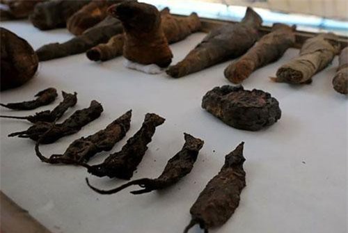 Phát hiện lăng mộ có nhiều xác ướp của… chuột