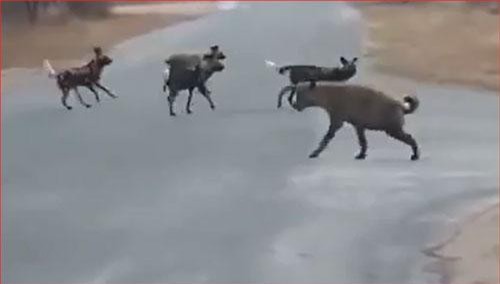 CLIP: Linh cẩu mẹ liều mình bảo vệ xác con trước đàn chó hoang