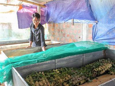 Quảng Trị: Trai trẻ nuôi con kêu ri ri, cắt cánh đi bán được 200 ngàn/ký