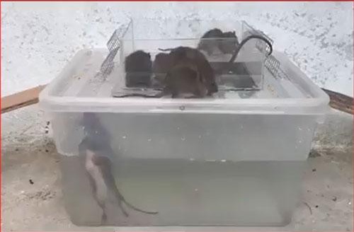 CLIP: Cách làm bẫy chuột đơn giản mà hiệu quả