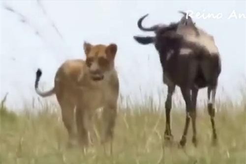 Clip: Linh dương 'cả gan' quay đầu tấn công sư tử