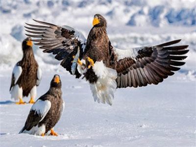 Ảnh động vật: Đại bàng săn cá, hải cẩu nằm lăn lóc...