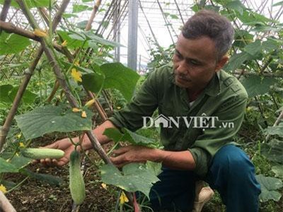 Hòa Bình: Trồng hơn nửa ha dưa chuột, hơn 30 ngày có trái, lái khuân hết
