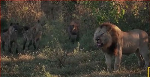 CLIP: Sư tử bỏ chạy khi bị linh cẩu cướp mồi