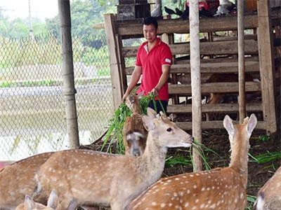 Tuyên Quang: Bị phản đối, trai trẻ vẫn bán xe máy để lấy tiền nuôi con cắt nhung