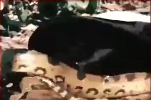 CLIP: Báo đen hạ sát trăn Anaconda khổng lồ