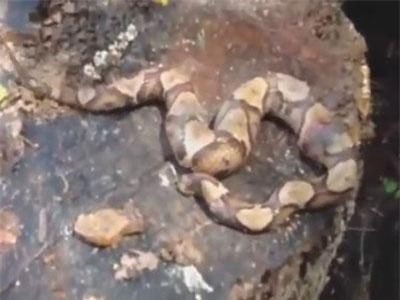 CLIP: Kinh hoàng cảnh đầu rắn độc đã đứt lìa vẫn tự cắn chính mình