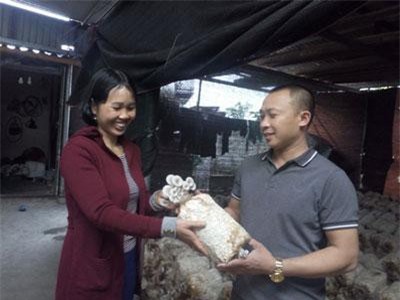 Hải Dương: Đi Đài Loan về trồng nấm ở phố núi, bỏ túi 300 triệu/năm