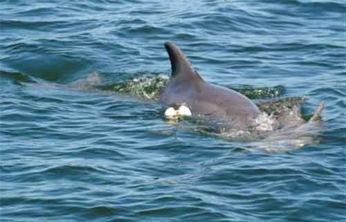 Cá heo mẹ đau buồn mang xác con đi khắp ven bờ biển Úc