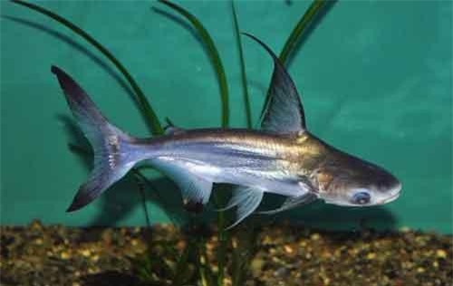 Điều ít ai hay về “thủy quái miền Tây” hung hãn ở Việt Nam