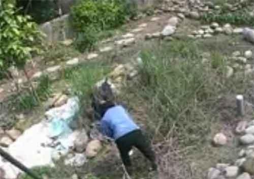 Ghét ngỗng, người phụ nữ trả thù con vật theo cách hãi hùng