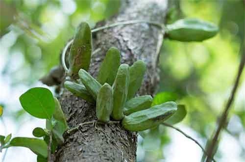 Khám phá về dây mỏ quạ phổ biến ở miền Tây