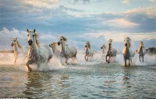 Khoảnh khắc ngựa hoang phi nước đại đẹp như ma thuật