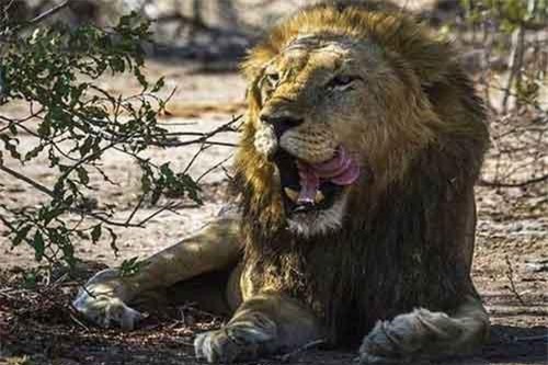 Nhóm thanh niên săn trộm tê giác "đụng độ" voi, sư tử và nhận cái kết thảm khốc