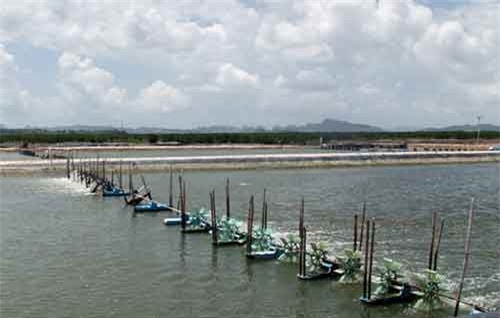 Hơn 500 tỷ đồng phát triển Khu công nghệ cao ngành tôm quốc gia