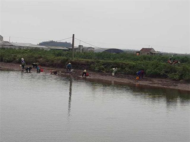 Thực hư thông tin hàng trăm người dân ra đầm “hôi” vạng