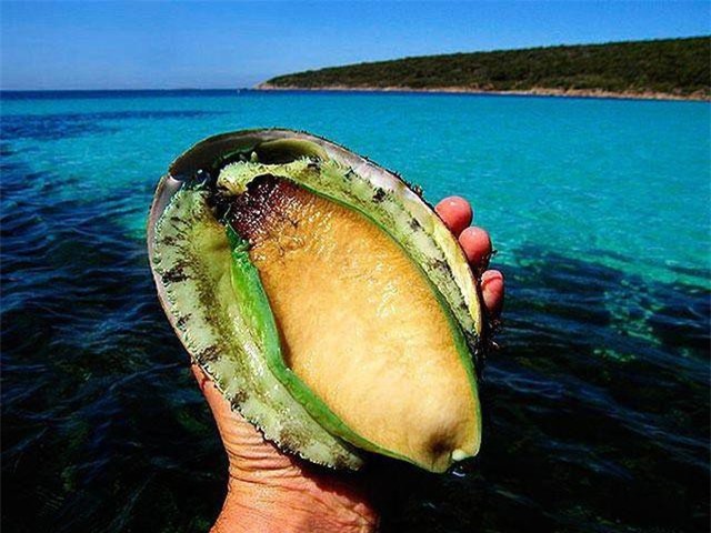 Bào ngư tiền triệu giờ không chỉ còn dành cho nhà giàu Việt bởi đã rớt giá 2/3