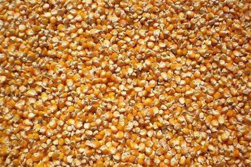 Giá ngô tăng trên thị trường quốc tế