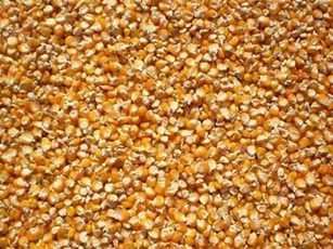 Giá ngô tăng trên thị trường quốc tế