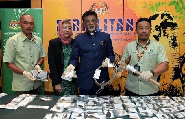 Malaysia bắt 2 người Việt Nam nghi săn trộm gấu, hổ quý hiếm