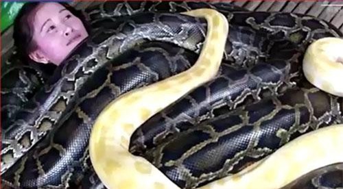 CLIP: Sốc trước cảnh massage bằng 4 con trăn nặng 250 kg