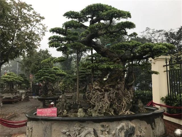 Chiêm ngưỡng cây sanh hàng trăm tuổi có giá triệu đô ở Hưng Yên - 1