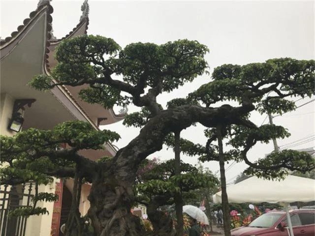 Chiêm ngưỡng cây sanh hàng trăm tuổi có giá triệu đô ở Hưng Yên - 10