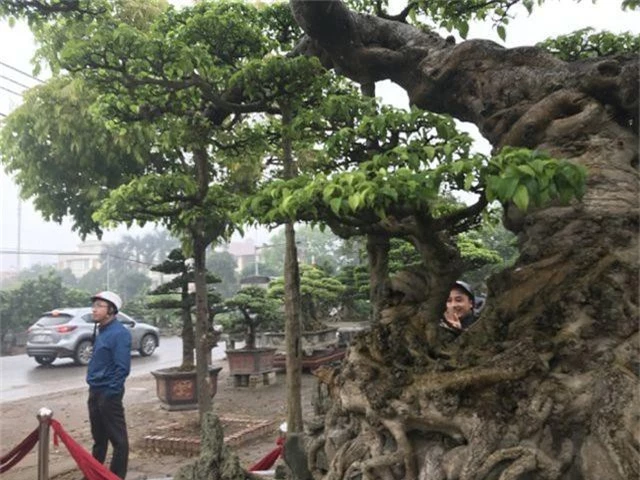 Chiêm ngưỡng cây sanh hàng trăm tuổi có giá triệu đô ở Hưng Yên - 11