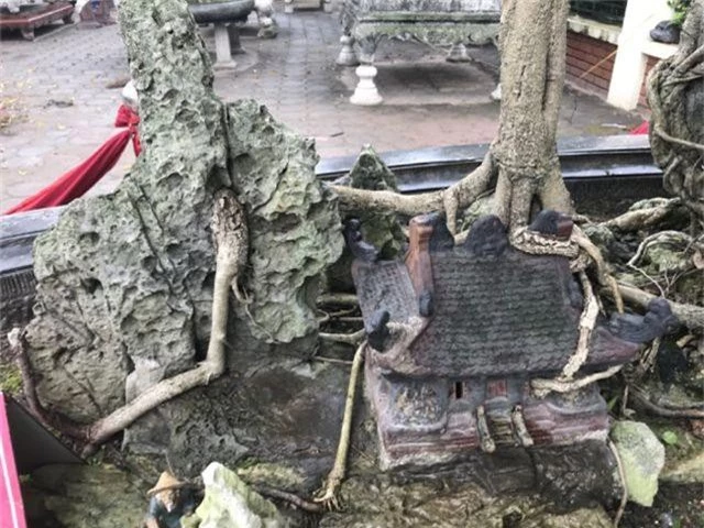 Chiêm ngưỡng cây sanh hàng trăm tuổi có giá triệu đô ở Hưng Yên - 12