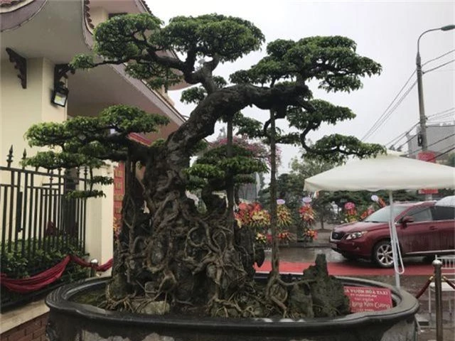 Chiêm ngưỡng cây sanh hàng trăm tuổi có giá triệu đô ở Hưng Yên - 13