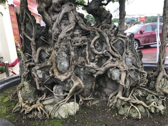 Chiêm ngưỡng cây sanh hàng trăm tuổi có giá triệu đô ở Hưng Yên - 14