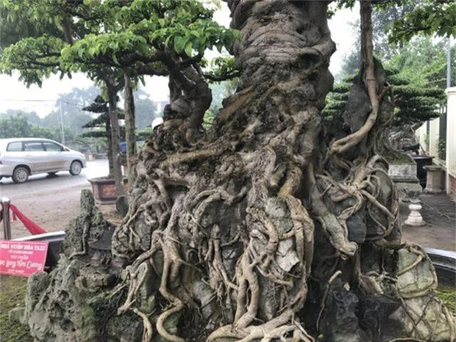 Chiêm ngưỡng cây sanh hàng trăm tuổi có giá triệu đô ở Hưng Yên - 15
