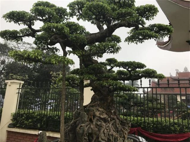 Chiêm ngưỡng cây sanh hàng trăm tuổi có giá triệu đô ở Hưng Yên - 2