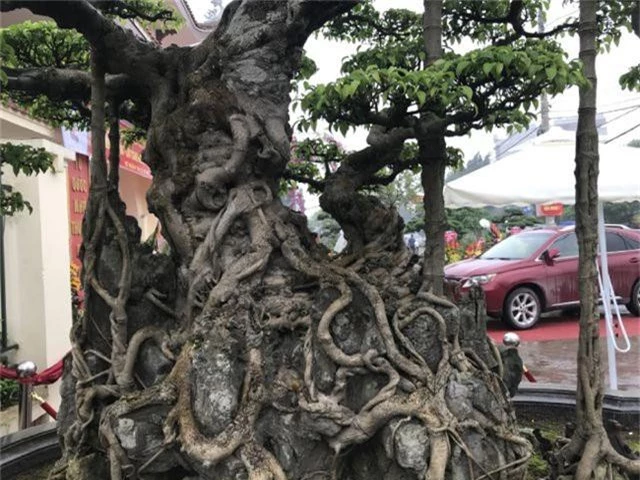 Chiêm ngưỡng cây sanh hàng trăm tuổi có giá triệu đô ở Hưng Yên - 3