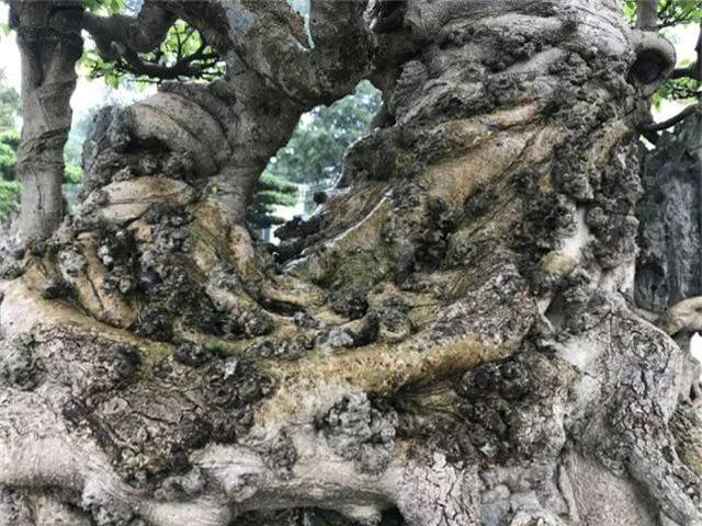 Chiêm ngưỡng cây sanh hàng trăm tuổi có giá triệu đô ở Hưng Yên - 4