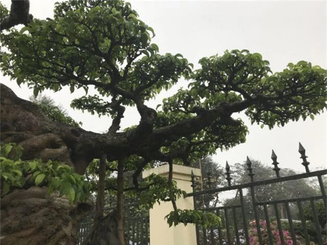 Chiêm ngưỡng cây sanh hàng trăm tuổi có giá triệu đô ở Hưng Yên - 6