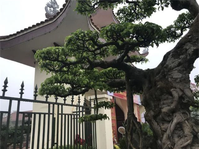 Chiêm ngưỡng cây sanh hàng trăm tuổi có giá triệu đô ở Hưng Yên - 7