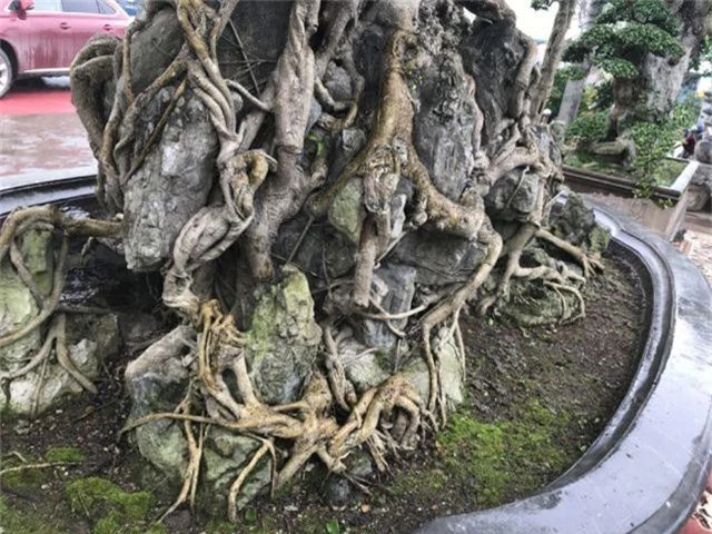 Chiêm ngưỡng cây sanh hàng trăm tuổi có giá triệu đô ở Hưng Yên - 8