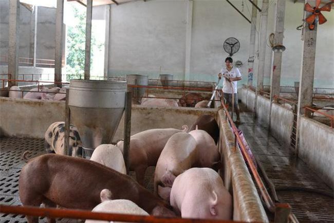 Giá lợn hơi vẫn khó lường