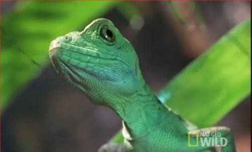 CLIP: "Choáng" loài thằn lằn chạy trên mặt nước như bay