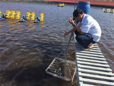 Ninh Thuận: Chuyển từ hồ vuông sang hồ tròn, nuôi tôm thu tiền tỷ ngay