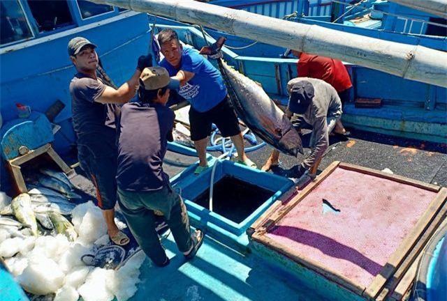 Khánh Hòa: Ngư dân “méo mặt” vì mất mùa cá ngừ đại dương