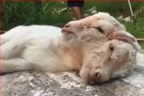 CLIP: "Chuyện lạ" dê con mới sinh 2 đầu, 3 tai