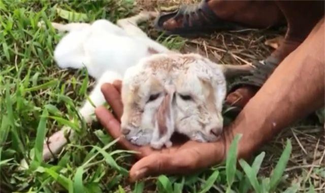 CLIP: Người dân kéo nhau đi xem dê 2 đầu, 3 tai